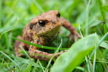 Frog in the grass
