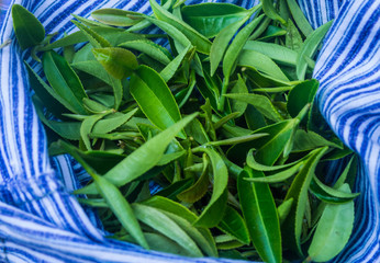 the freshly picked tea leaves