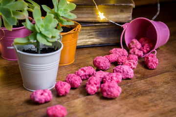 French pink candies praline of St. Genix surrounded by colored pots of greasy plants.