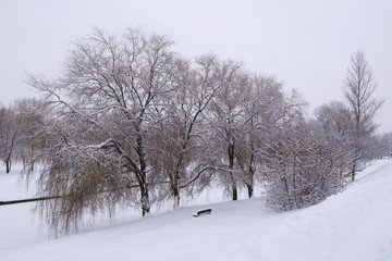 Obraz premium Winter in the park. Winter in the park. Trees covered with snow. Circle all in white.