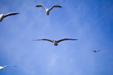 Flying seagull against the blue sky background.
Wild nature of Russia.