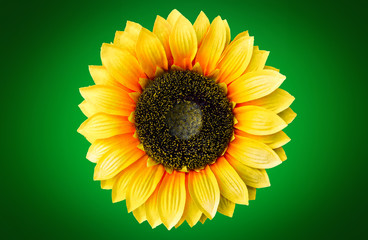 Sunflower on green background