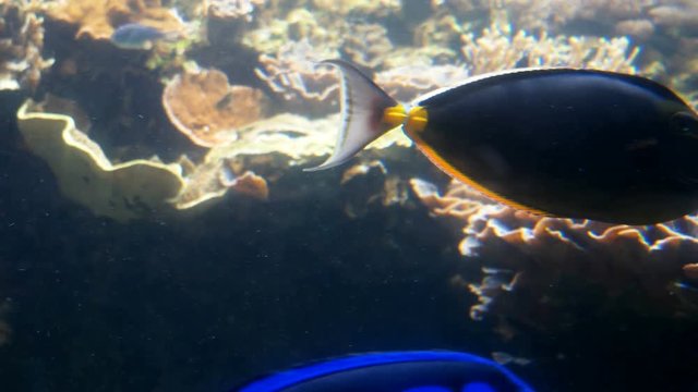 Moving Blue Tang Paracanthurus hepatus fish among other fishes.