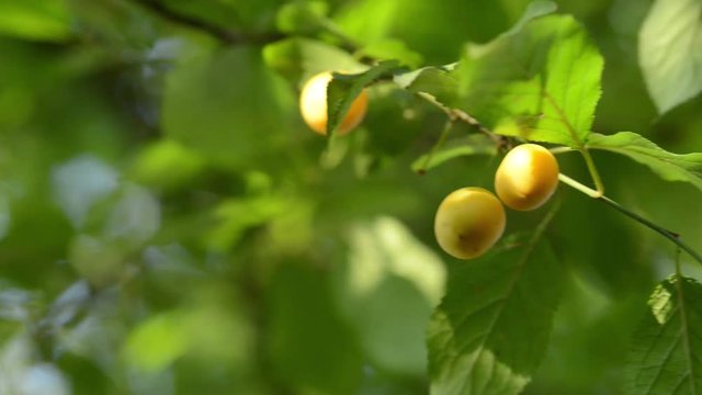 gelbe Mirabellen am Baum 