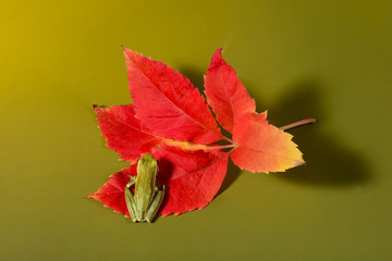 Frog, La Pampa, Argentina
