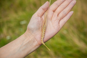 Golden ear of wheat on the palm