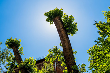 Overgrown and new clipped poplar trunk with fresh foliage