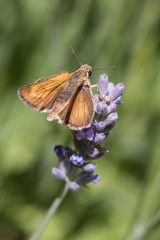 Lulworth Skipper (Thymelicus acteon)