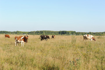 A herd of cows grazing in the field. Sunny summer day