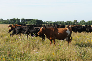 A herd of cows grazing in the field. Sunny summer day