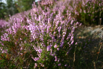 Fototapeta premium Heide