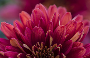 beautiful red mums or chrysanths close up