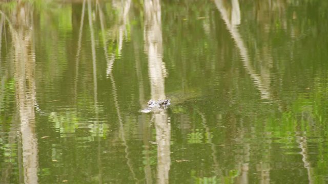 A medium shot of the river with a crocodile hiding in the waters
