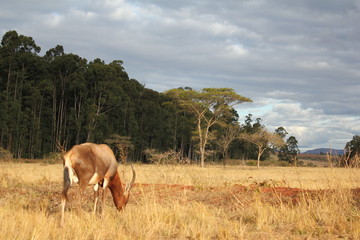 R&eacute;serve naturelle de Milwane, Swaziland