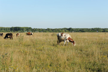 A herd of cows grazing in the field. Sunny summer day