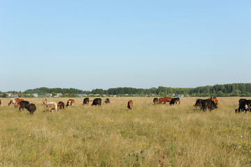 Fototapeta na wymiar A herd of cows grazing in the field. Sunny summer day
