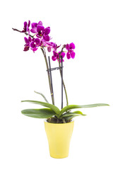 Naklejka na ściany i meble Orchid in pot