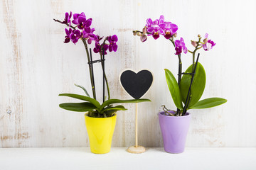 Fototapeta na wymiar Two orchids (Phalaenopsis ) and heart