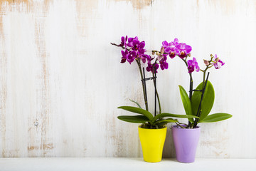Fototapeta na wymiar Two orchids in pots
