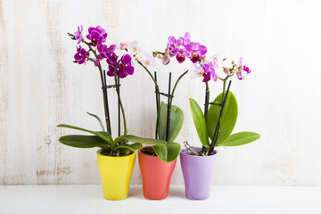 Fototapeta na wymiar Three orchids in pots