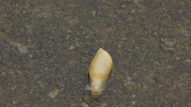 カタツムリ