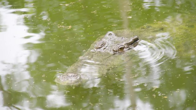A dolly shot forward. Medium shot of the river and crocodile.