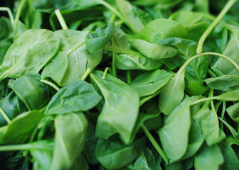 Heap of green spinach leaves