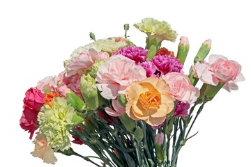 posy of multicolor carnations close up isolated