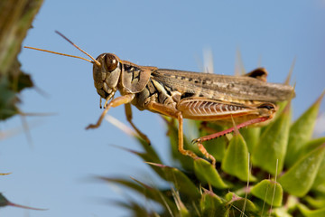 Grasshopper