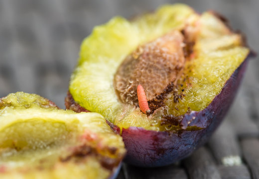 Pflaumenwickler in frisch gepfl&uuml;ckter Pflaume