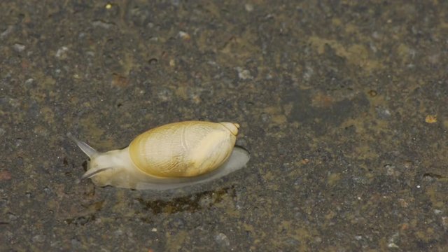 カタツムリ
