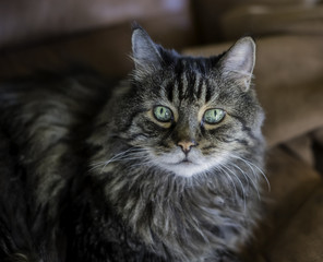 Maine Coon