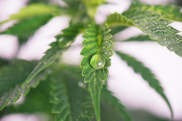 Cannabis plant with fresh green leaves and water drops isolated over white - medical marijuana...