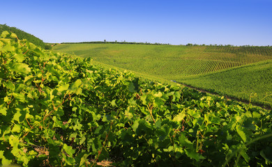 Fototapeta na wymiar Grape rows vineyard in Villany, Hungary