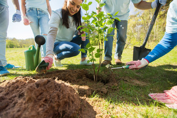 group of volunteers hands planting tree in park
