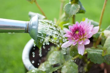 Crédence de cuisine en verre imprimé Dahlia Water pouring flowers