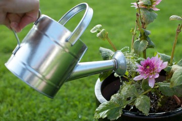 water pouring flowers