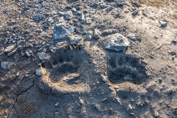 Polar bear foot prints in the mud