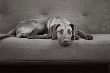 dog on a couch, black and white image