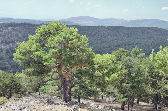 Albarracin mountain range. Scots pine forest. Lookout of Sierra Alta summit (1.856 m), in the village of Bronchales (Province of Teruel - Spain). Green landscape with vivid tones.