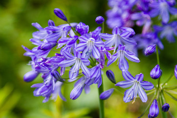 Flowers at Cotehele