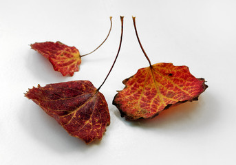 Autumn leaf