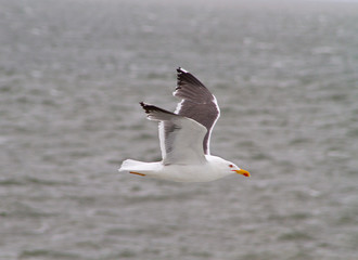 Fototapeta na wymiar Lesser black-backed gull flying above sea