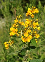 yellow flowers of wild plant Lysimachia Vulgaris