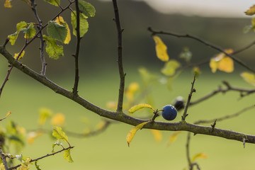 Sloe Berry