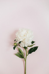 Beautiful white peony flower on pink background. Flat lay, top view.
