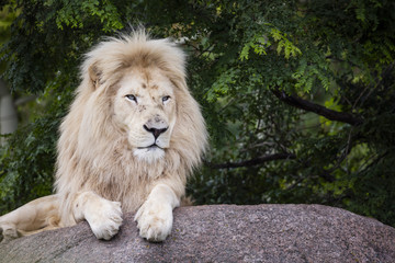 Naklejka premium King of the White Lion