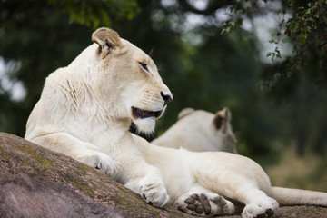 White Lioness
