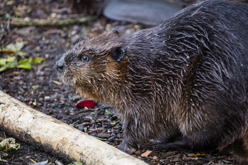 Eurasian Beaver