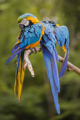 Gooming Macaws